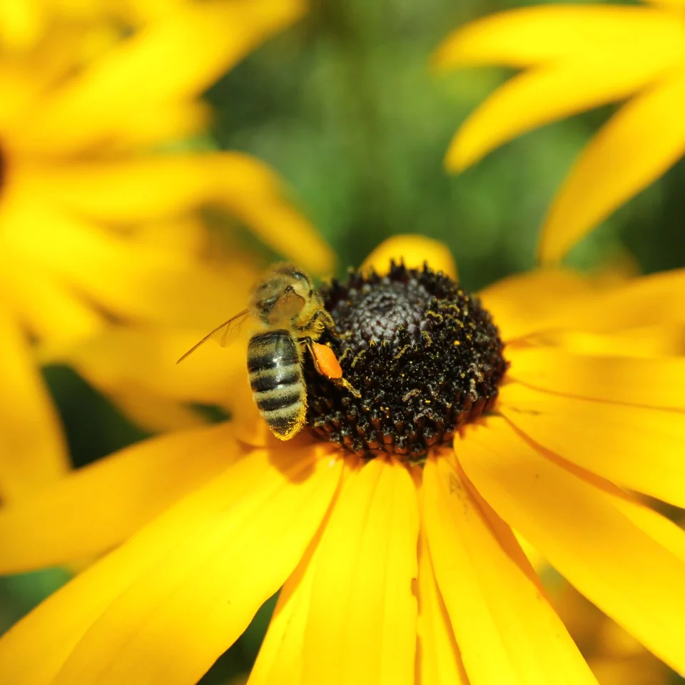 Nahaufnahme einer Biene, die auf der schwarz-gelben Blüte einer gelben Blume sitzt und Nektar sammelt.
