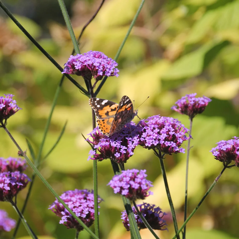 Schmetterling sitzt auf einer lila Blume in einem Garten mit grünem Hintergrund aus unscharfen Blättern.